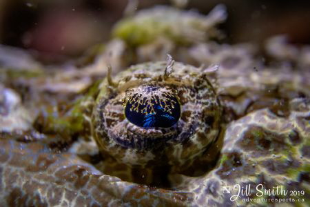 The eye of a flathead crocodilefish. I felt, rather than ... by Jill Smith 