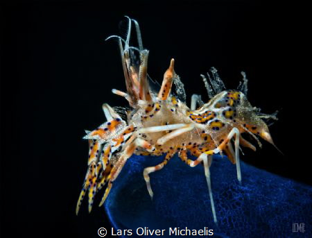 spiny tiger shrimp - Lembeh by Lars Oliver Michaelis 