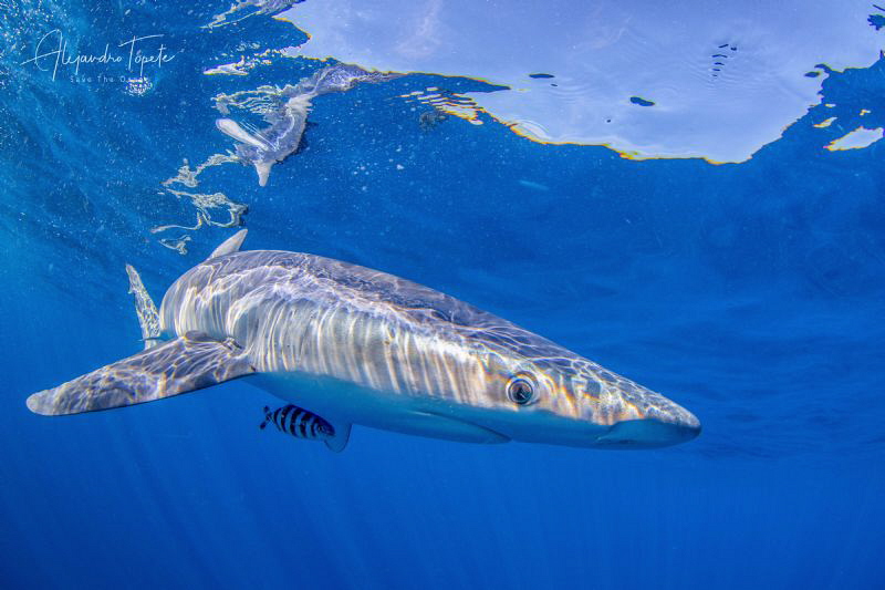 Blue Shark in surface, Cabo San Lucas México by Alejandro Topete 