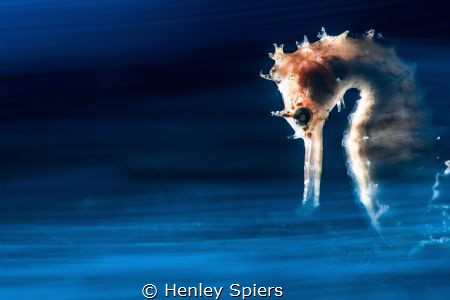Seahorse Haze by Henley Spiers 