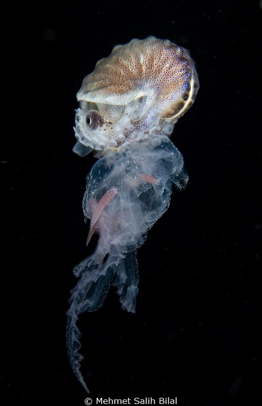 Female paper nautilus on the jellyfish.
Blackwater dive.... by Mehmet Salih Bilal 