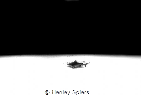 Lone Shark by Henley Spiers 