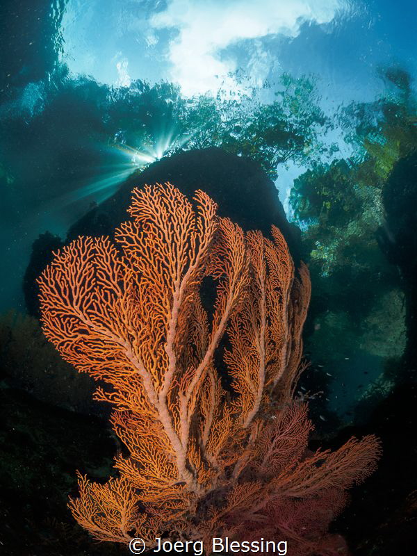 Seafan and nice light by Joerg Blessing 