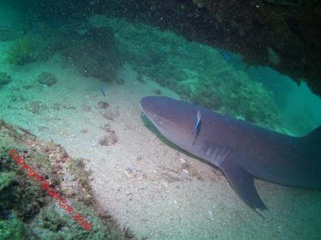 White tip reef shark at Navy Pier Exmouth by Brad Cox 
