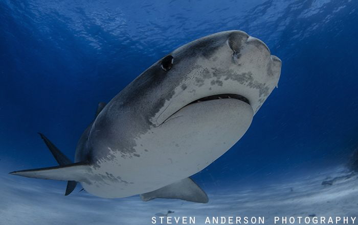 Tiger Tiger Tiger - Tiger Shark at Tiger Beach - Bahamas by Steven Anderson 