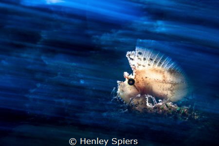 Leaf Fish: Exposed by Henley Spiers 