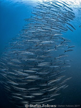 Just Fish - Chevron Barracuda - Sphyraena qenie - Sail Ro... by Stefan Follows 