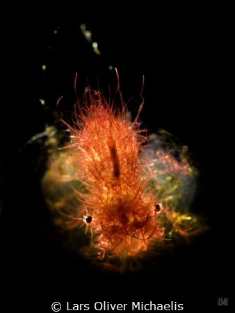 hairy shrimp (phycocaris simulans)
snooted
Lembeh Strait by Lars Oliver Michaelis 
