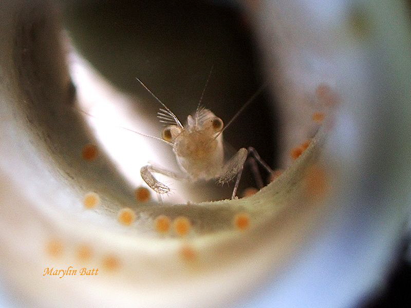 Tiny Commensal Shrimp with eggs in a tube sponge.
Anilao... by Marylin Batt 