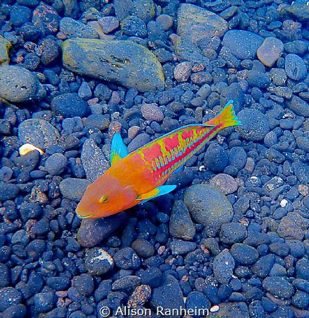 Snorkeling "The Dumps" Maui by Alison Ranheim 