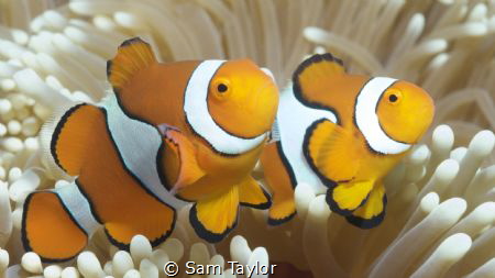 2 clownfish doing their thing. by Sam Taylor 