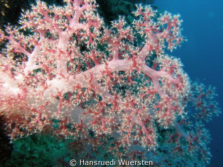 Gorgonian Coral - Acanthogorgia sp by Hansruedi Wuersten 