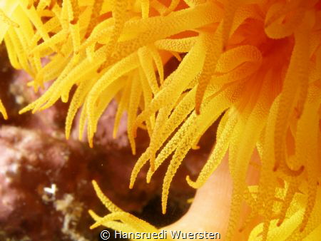 Orange Sun Coral Tubastrea faulkneri by Hansruedi Wuersten 