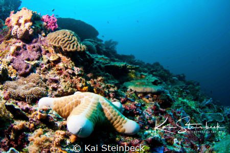 Taken on a drift dive in Nusa Lembongan by Kai Steinbeck 