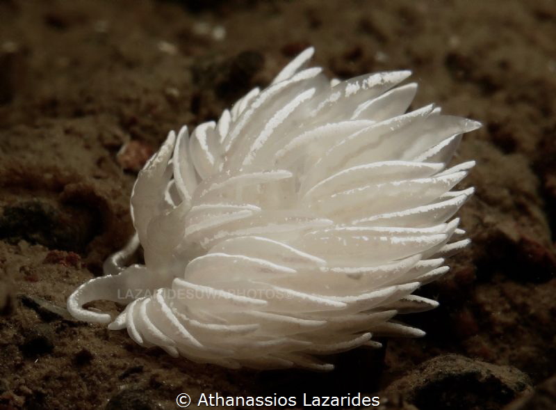 Snowwhite - Favorinus blianus by Athanassios Lazarides 