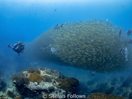 Shoal Fever.. !

Smoothtailed Trevally - Selaroides lep... by Stefan Follows 