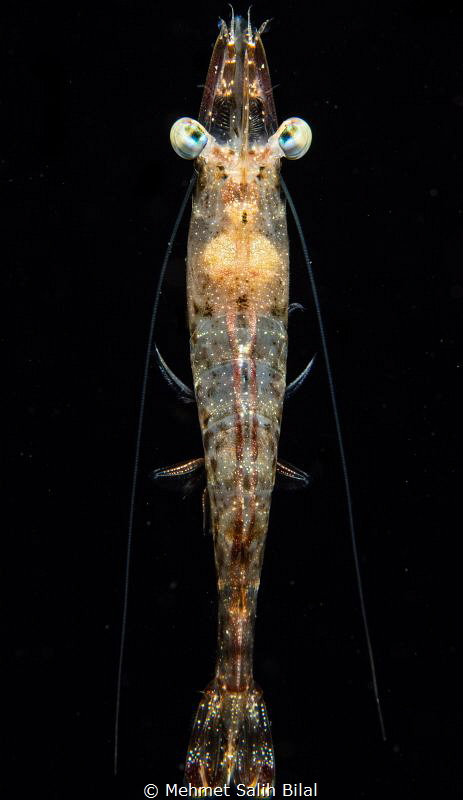Shrimp at blackwater dive. by Mehmet Salih Bilal 