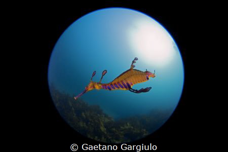 dragon...ball by Gaetano Gargiulo 