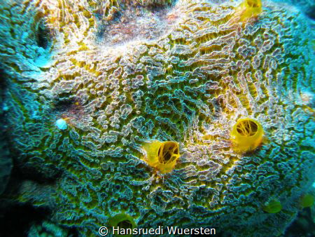 Yellow boring sponge Cliona celata (not 100%sure) by Hansruedi Wuersten 