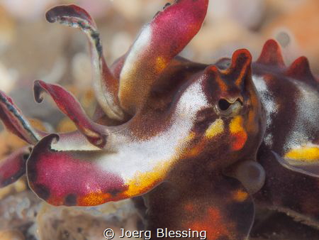 Flamboyant cuttlefish by Joerg Blessing 