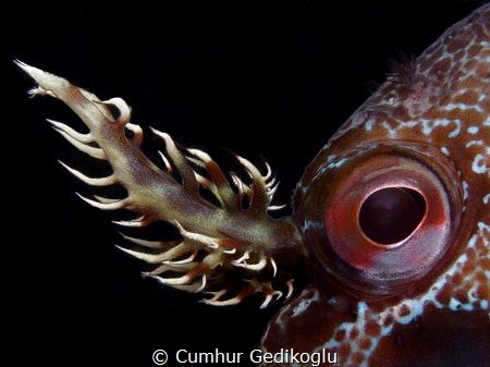 Parablennius gattorugine
It's eye & branched head tentacles by Cumhur Gedikoglu 