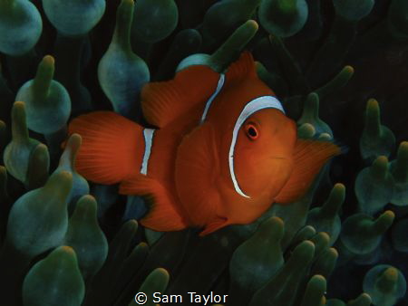 Baby Spinecheek Anemonefish by Sam Taylor 