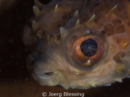 Porcupine pufferfish by Joerg Blessing 