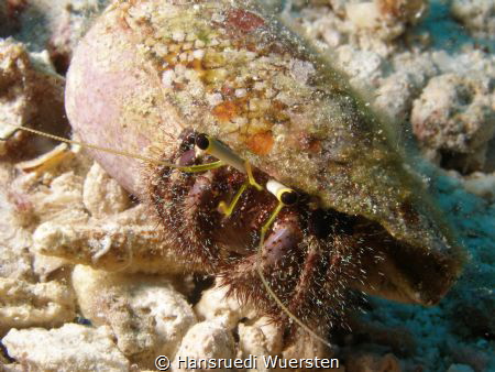 Hairy Red Hermit Crab - Dardanus lagopodes by Hansruedi Wuersten 