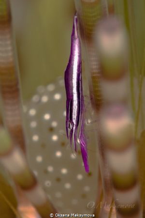 Urchin shrimp from Ambon, Indonesia by Oksana Maksymova 