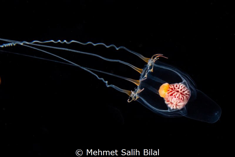 Jellyfish at blackwater dive in Janao bay, Anilao. by Mehmet Salih Bilal 