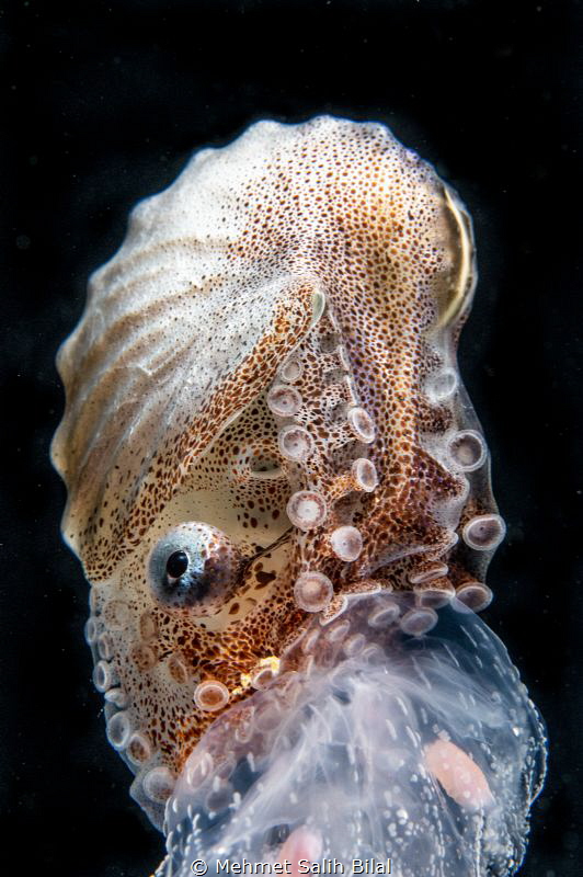 Female paper nautilus on a jellyfish. by Mehmet Salih Bilal 