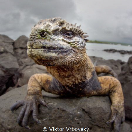 Dragon - Marine Iguana (Isla Santa Cruz, Galápagos) by Viktor Vrbovský 