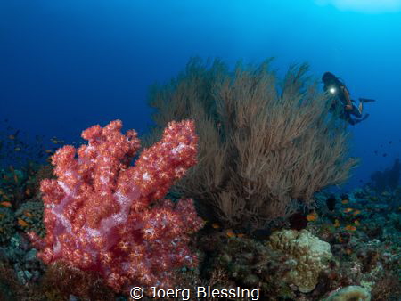 Soft coral and black coral bush by Joerg Blessing 