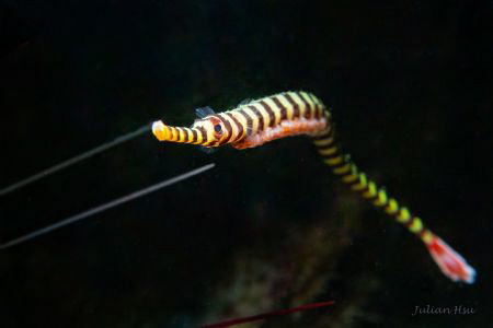 Banded pipefish carrying eggs by Julian Hsu 