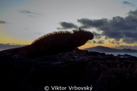 Marine Iguana in the Sunset (Isla Isabela, Galápagos) by Viktor Vrbovský 