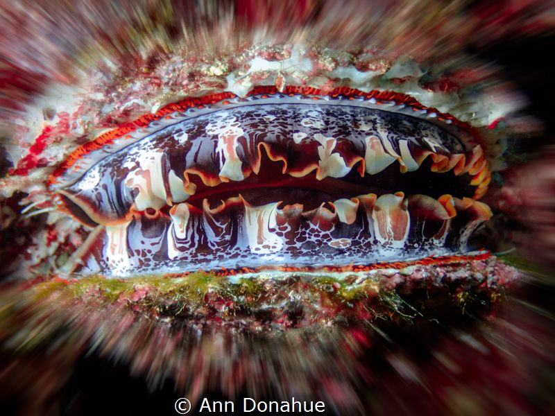 Thorny Oysters are  truly beautiful invertebrates. A bit ... by Ann Donahue 