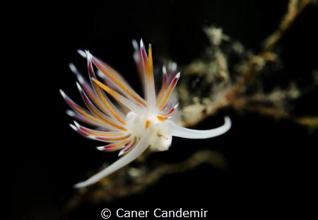 Nudi :) by Caner Candemir 