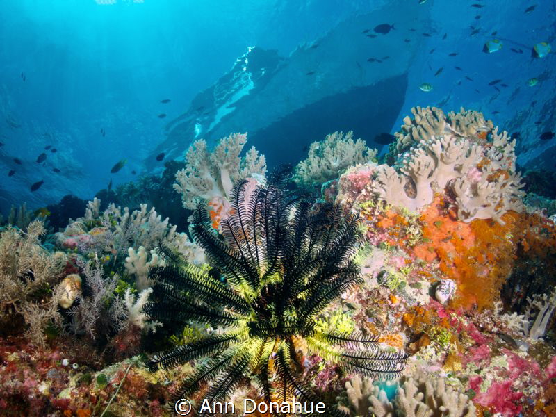 A view of the shallows on a beautiful Wakatoobi reef by Ann Donahue 
