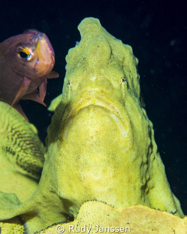 Giant frog fish with friend by Rudy Janssen 