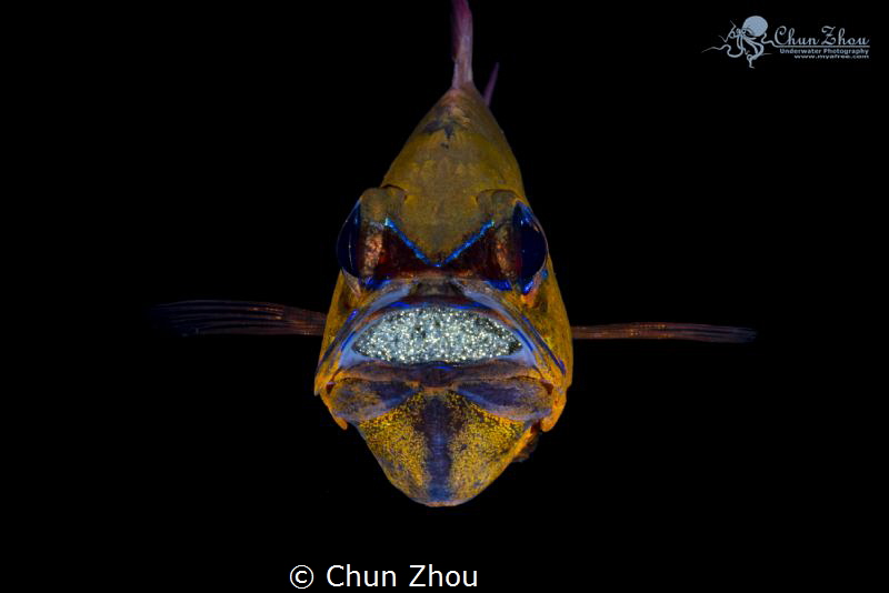 Egg series - Cardinal Fish by Chun Zhou 