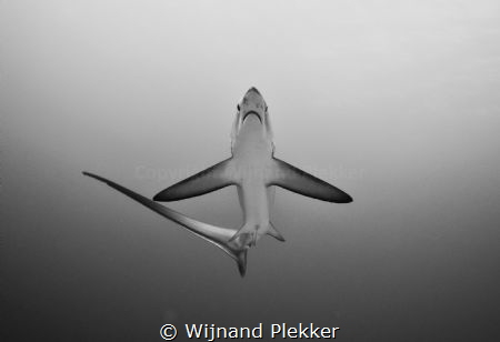Thresher Shark by Wijnand Plekker 