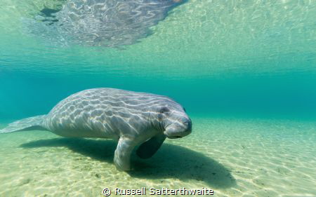 Manatee seeking the warm water of the Florida Springs by Russell Satterthwaite 