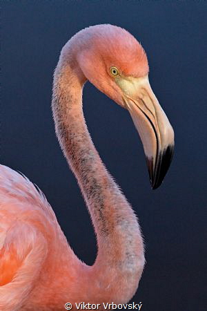 Flamingo from salt lagoon on isla Isabela, Galápagos by Viktor Vrbovský 