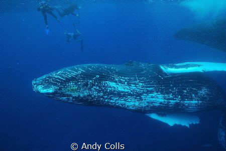 Snorkellors with humpback whales by Andy Colls 