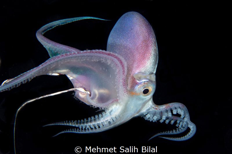 Female blanket octopus. by Mehmet Salih Bilal 
