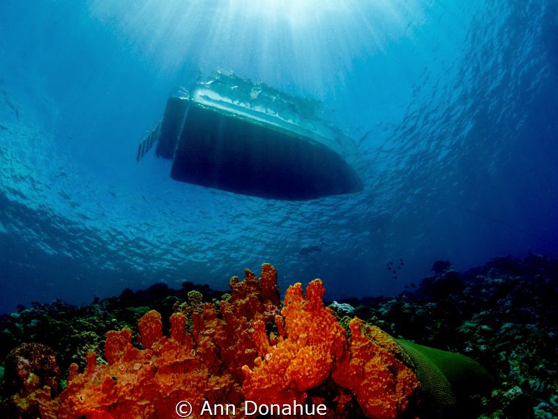 A diver just off the Yap divers boat on top of a reef in ... by Ann Donahue 