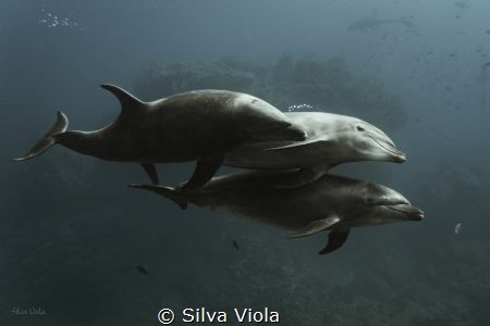 An happy family of Bottlenoise Dolphins at Cabo Pearce in... by Silva Viola 