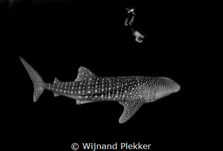 Whaleshark with snorkeler by Wijnand Plekker 