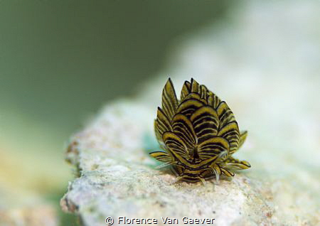 butterfly nudibranch by Florence Van Gaever 