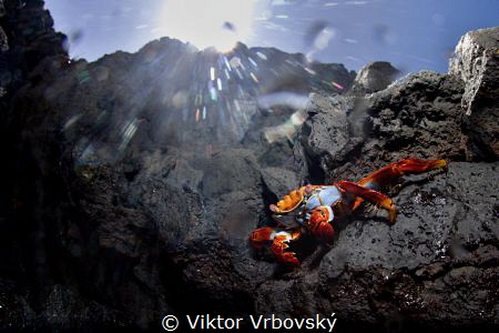 Grapsus grapsus - Red Rock Crab (Isla Santa Cruz, Galápagos) by Viktor Vrbovský 